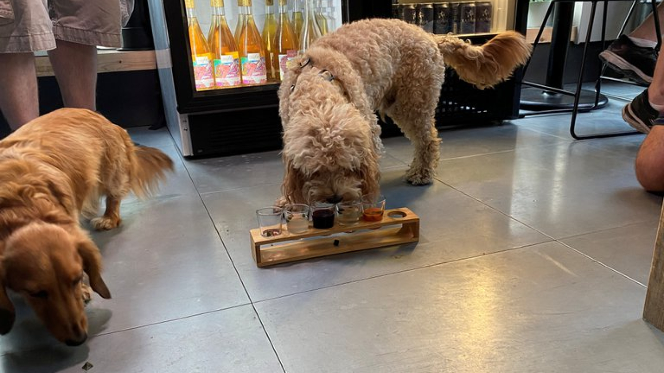 Bar perros