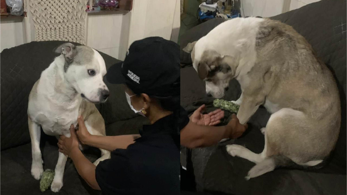 Toby, perro atacado con líquido caliente en Bogotá