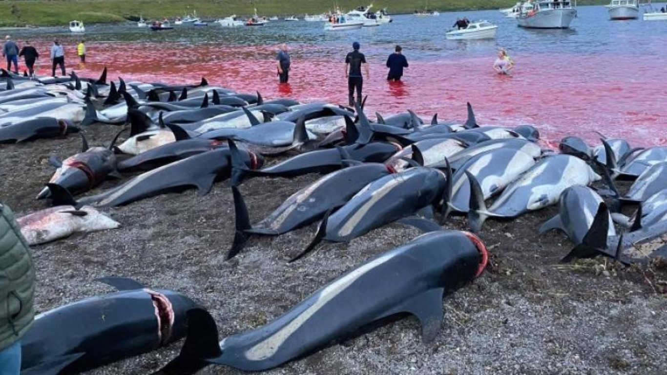 Masacre de delfines en Islas Feroe 2021