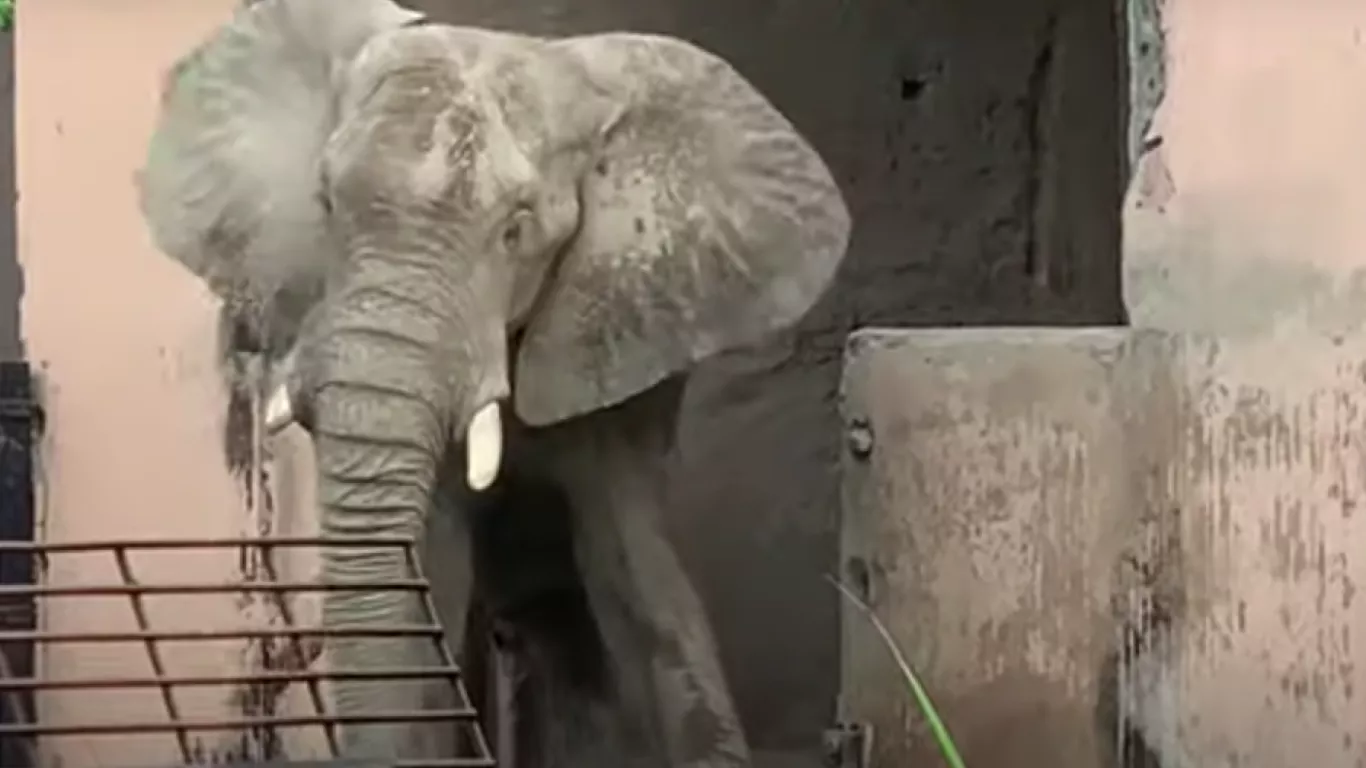  Recogen firmas para salvar animales maltratados en zoológico 