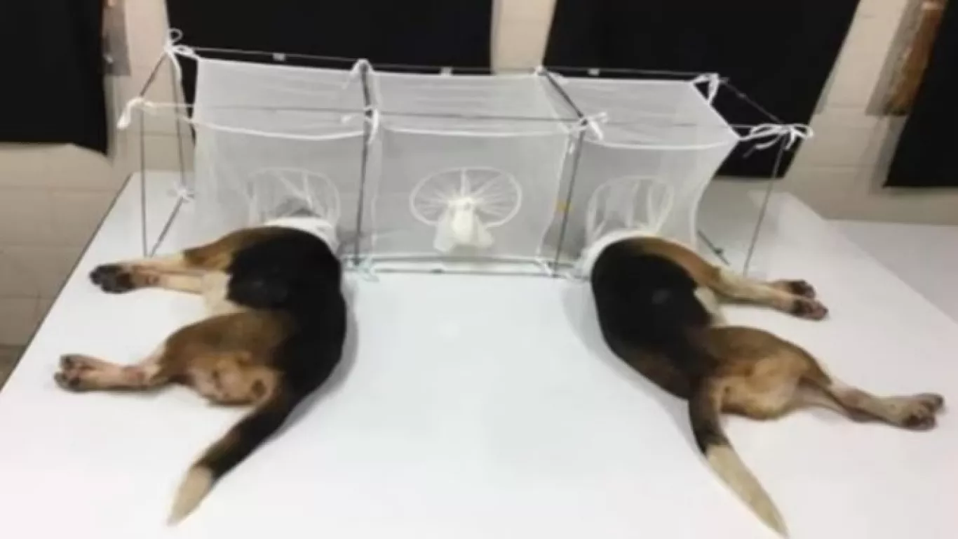 Cruel experimento con cachorros beagle sale a luz