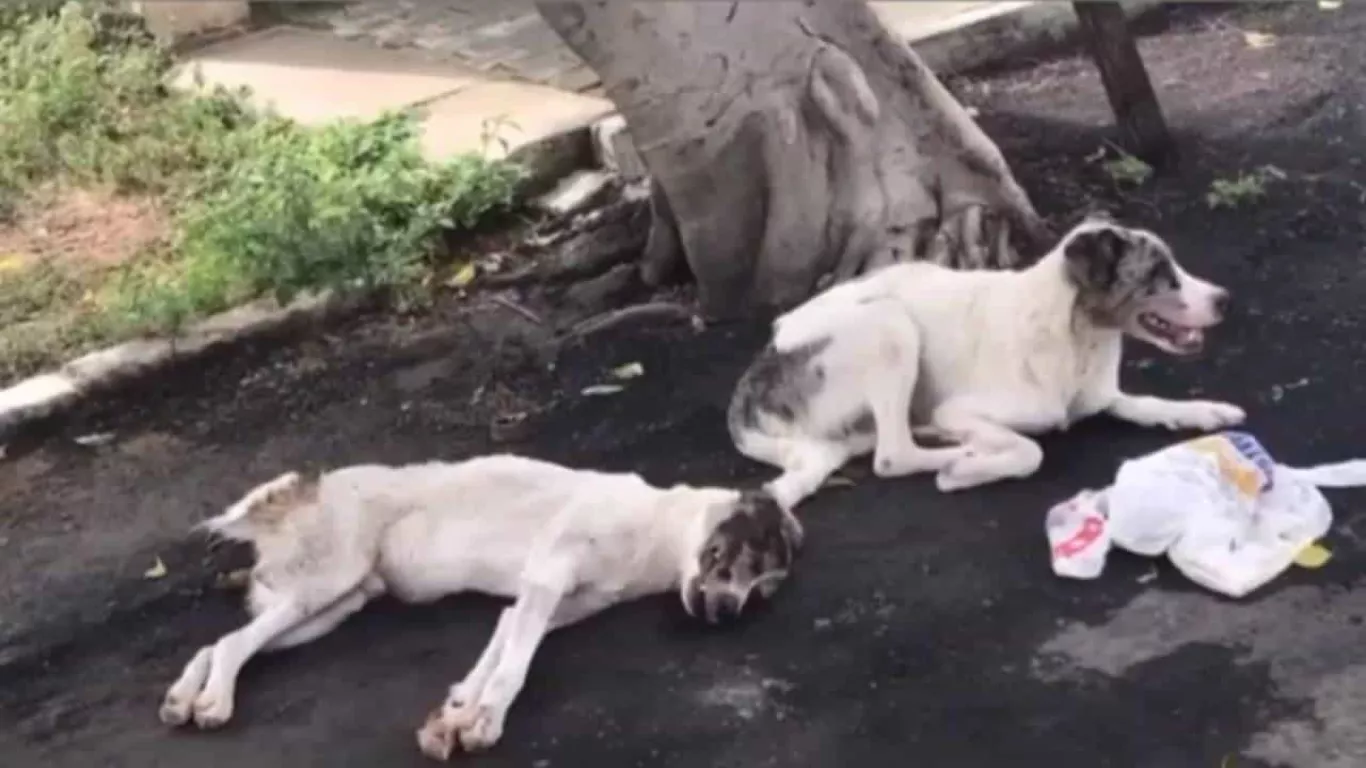 Perrito pasó 24 horas junto a su canino amigo atropellado y lo salvó