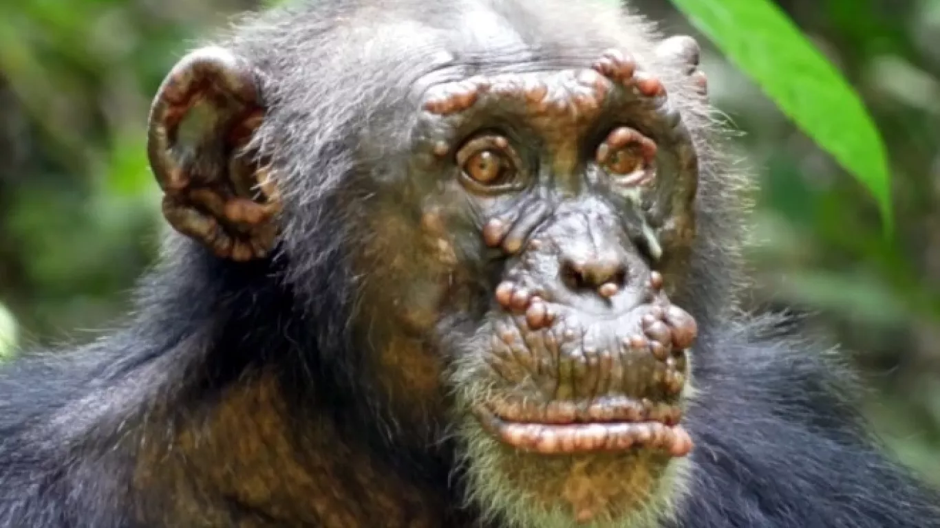 Confirman primeros casos de lepra en chimpancés salvajes