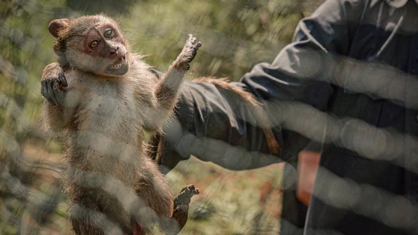 El trágico viaje de 720 monos desde Camboya hacia Estados Unidos