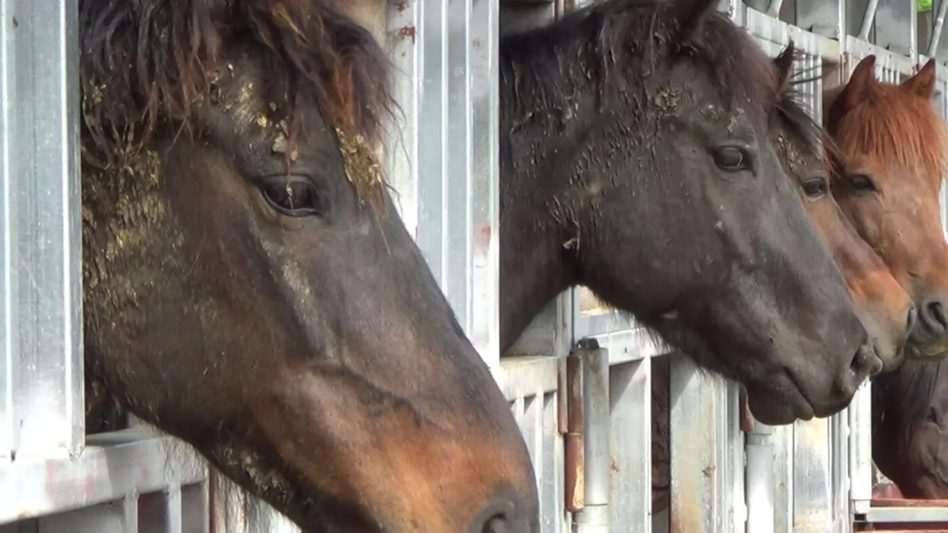 Así es el asesinato de caballos de carreras en Corea del Sur