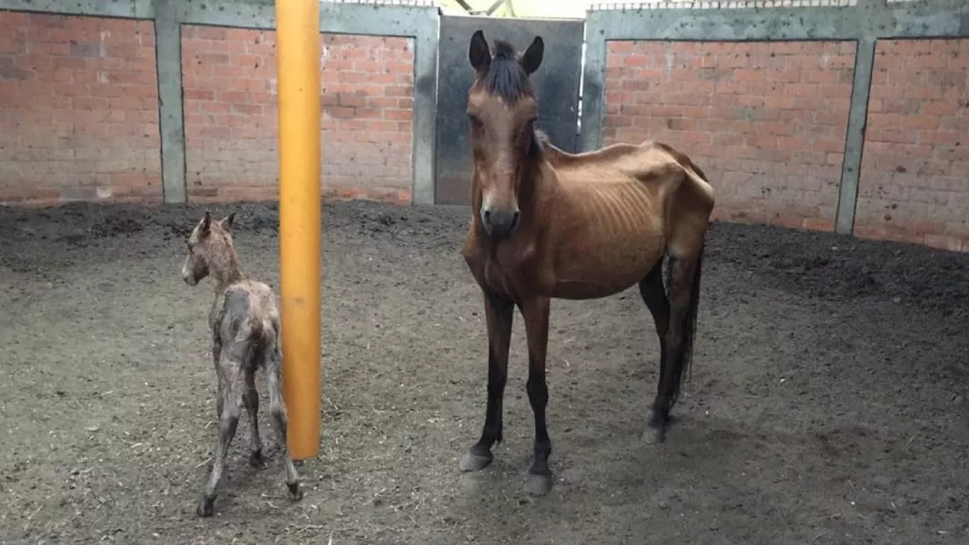 Crítica situación cierra las puertas para recibir caballos maltratados en Cali