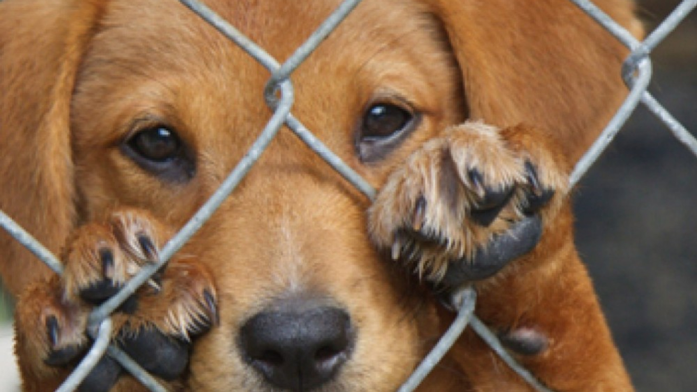 Judicializan tres personas por agresiones a caninos en Tolima y Cundinamarca