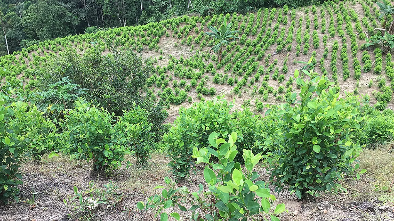 Envío cocaina