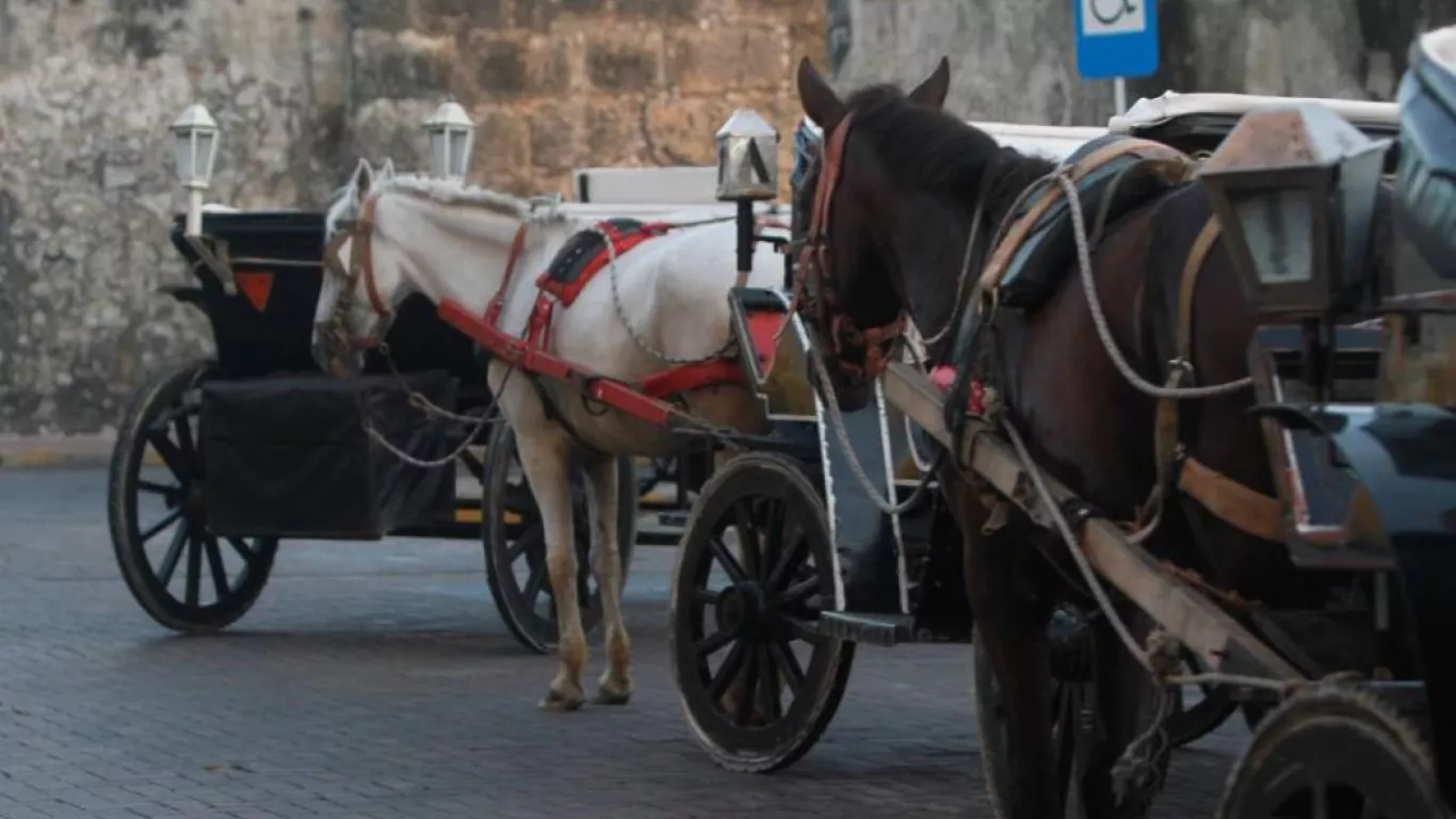 ‘Luna’: caballo cochero que se desplomó en el centro histórico de Cartagena