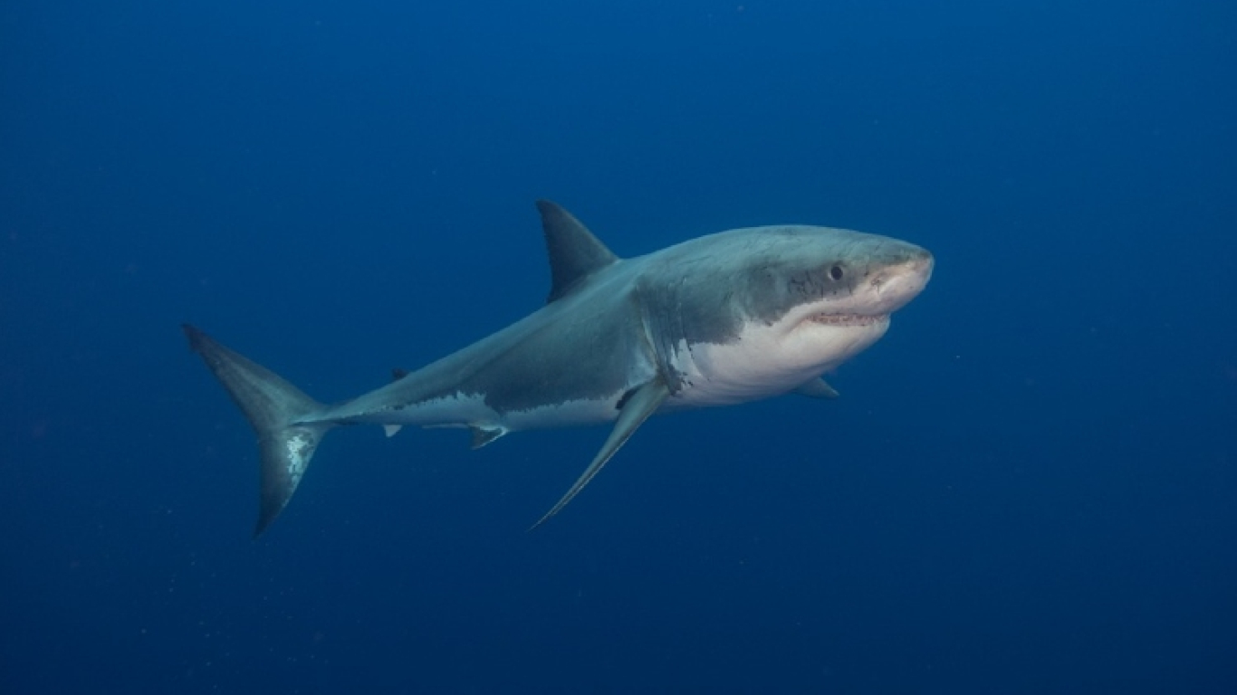 Piden frenar caza de tiburones en San Andrés