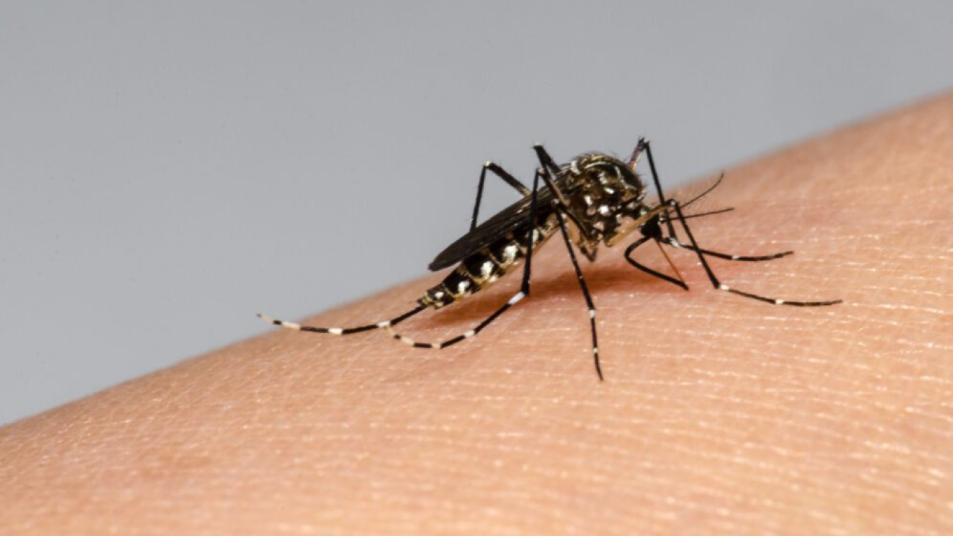 Dengue Semana Santa
