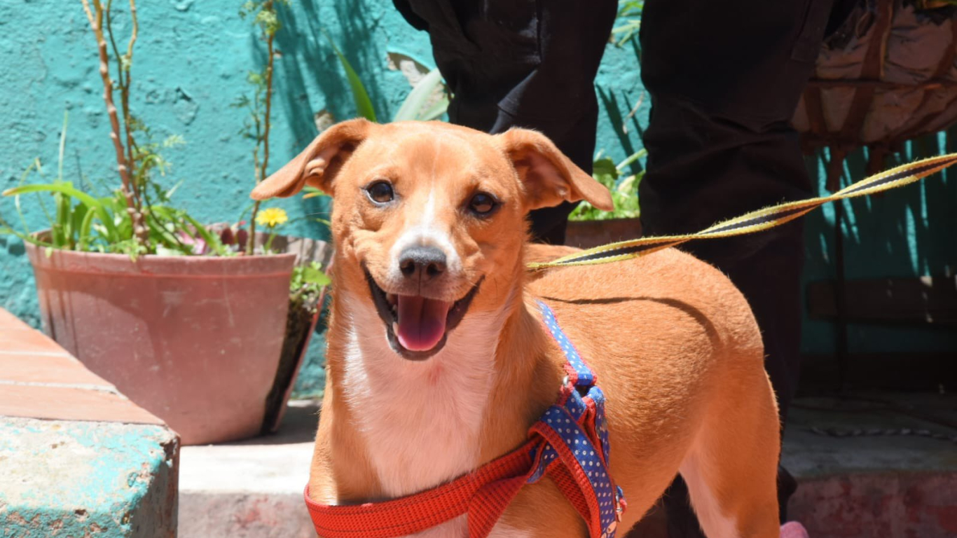 Chiquita perrita maltratada