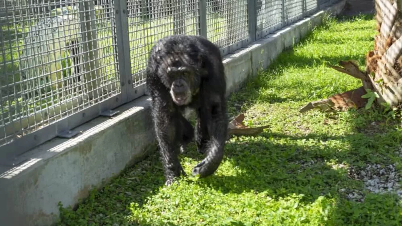 Rescatan a Tonka: el chimpancé que apareció en la película 'Buddy'