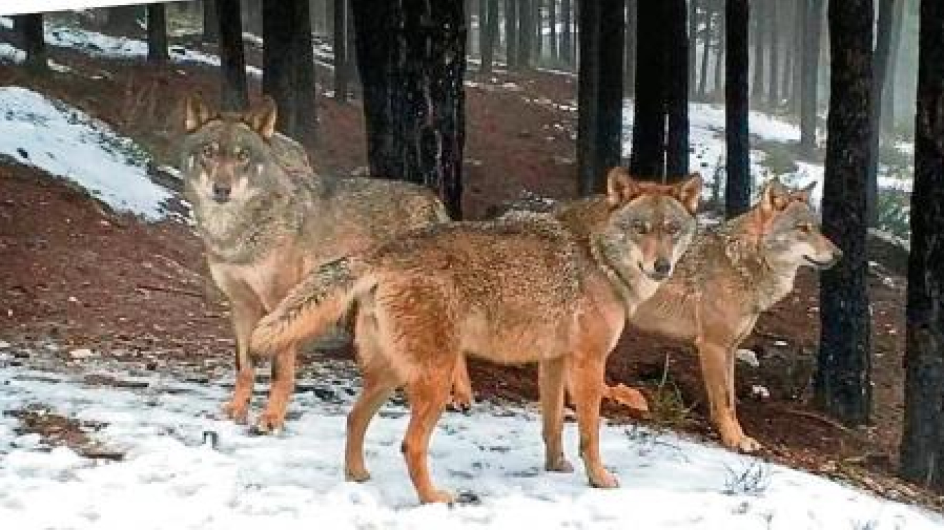 Caza de lobos