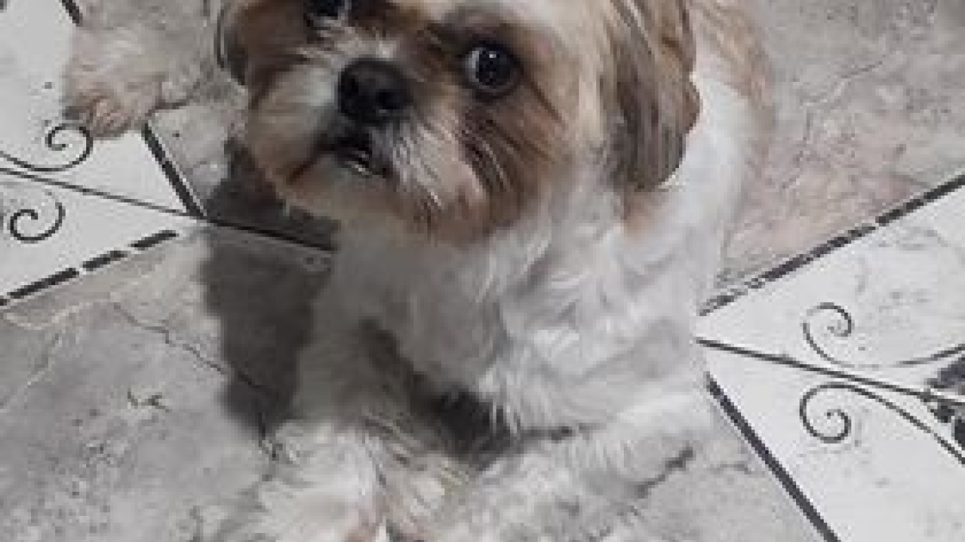 Perrito abandonado en taxi