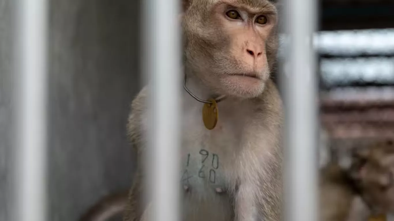 En peligro de extinción al macaco de cola larga, más utilizado en experimentación