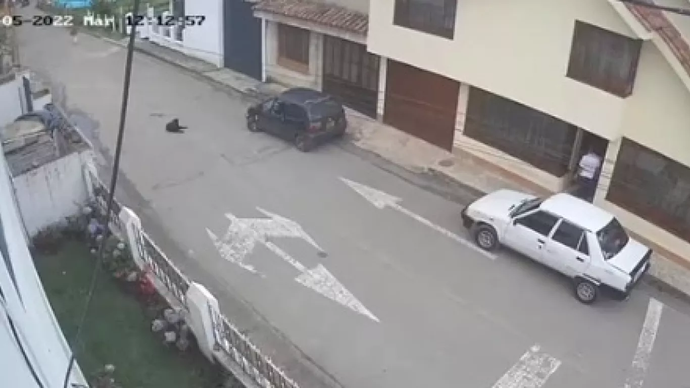 Conductor arrolló intencionalmente a un perro en Cundinamarca 