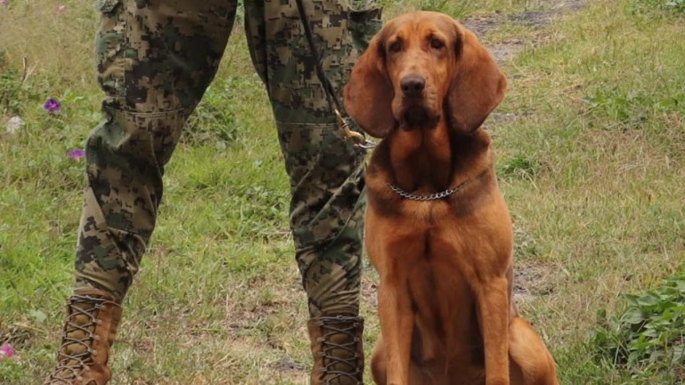 Max, el perro que encontró al narco más buscando en el mundo