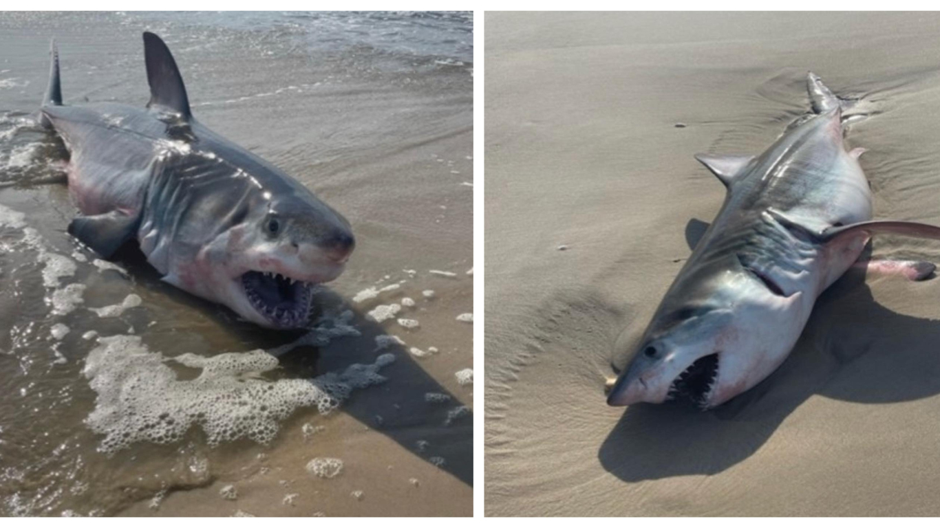 Tiburón blanco fue hallado muerto