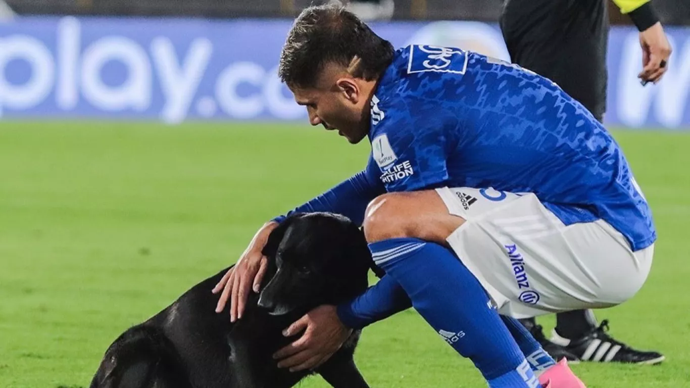 Perro se robó el show en el partido Millonarios - Cali