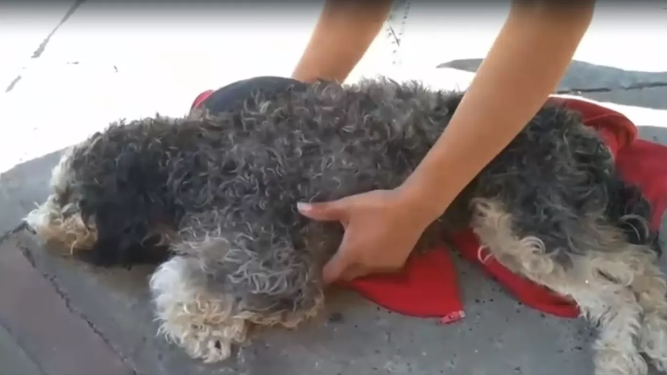 PERRITO ABANDONADO EN GRAVE ESTADO DE SALUD