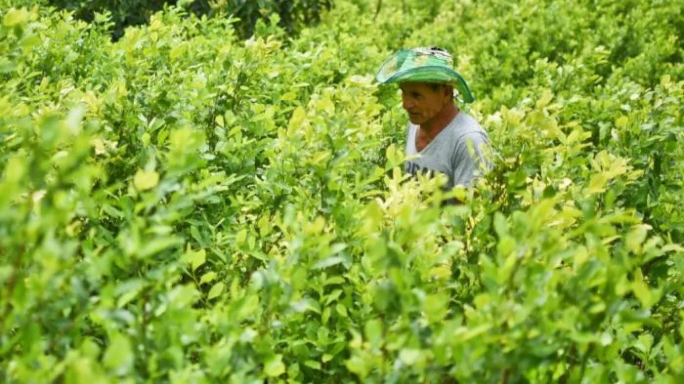 Récord Histórico De Cultivos De Coca En Colombia 6781