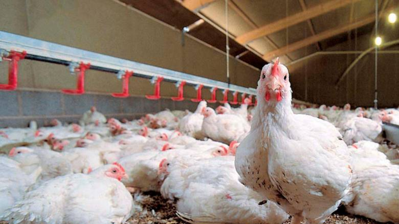 INS descarta casos de influenza aviar en humanos en Colombia