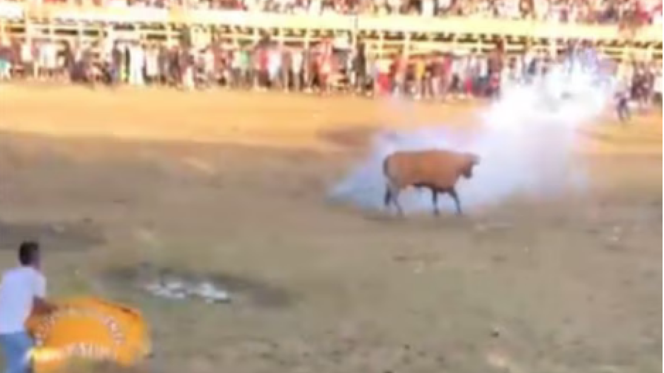 Toros fueron atacados con pólvora en corralejas de Necoclí, Antioquia