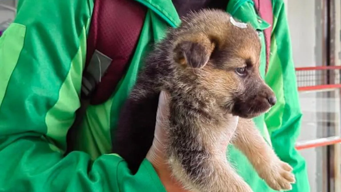 CACHORRO MALTRATADO