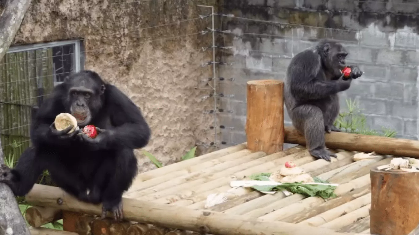 Videos desmienten agresividad de Pancho, el chimpancé abatido tras fuga del Bioparque Ukumarí