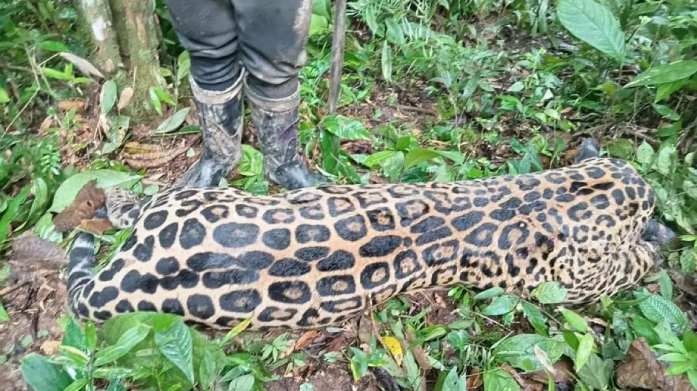 Jaguar en Caquetá 