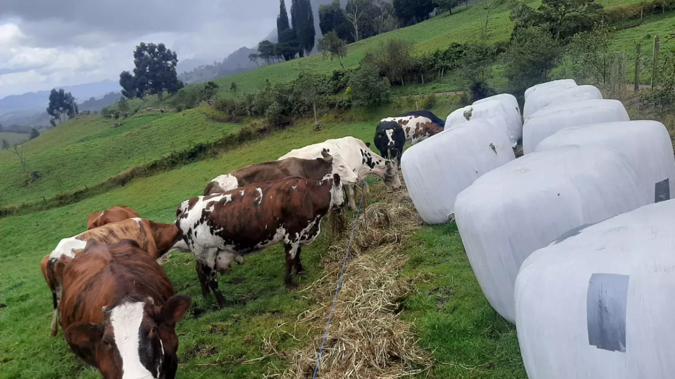 Ganado Colombia