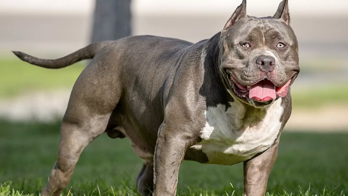 PERROS XL BULLY