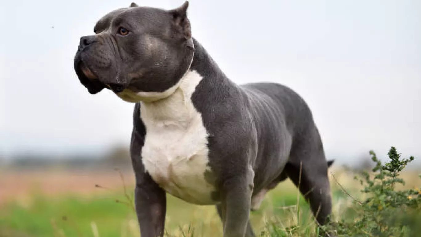 perro XL Bully