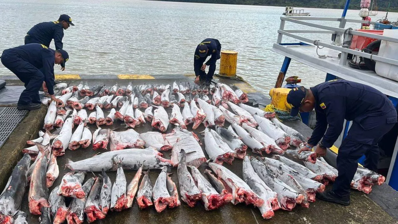 pesca de tiburones