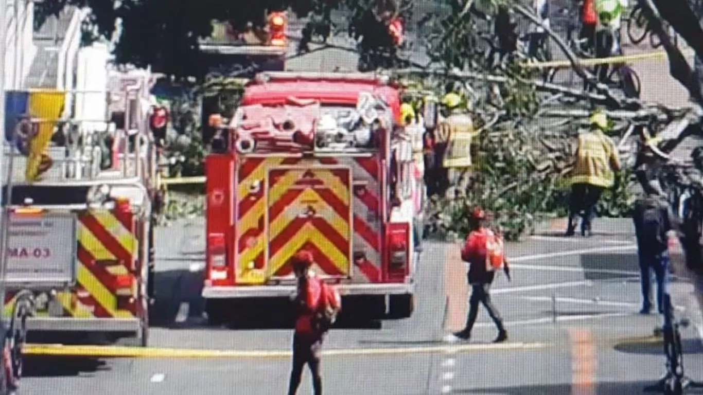 accidente ciclovía árbol