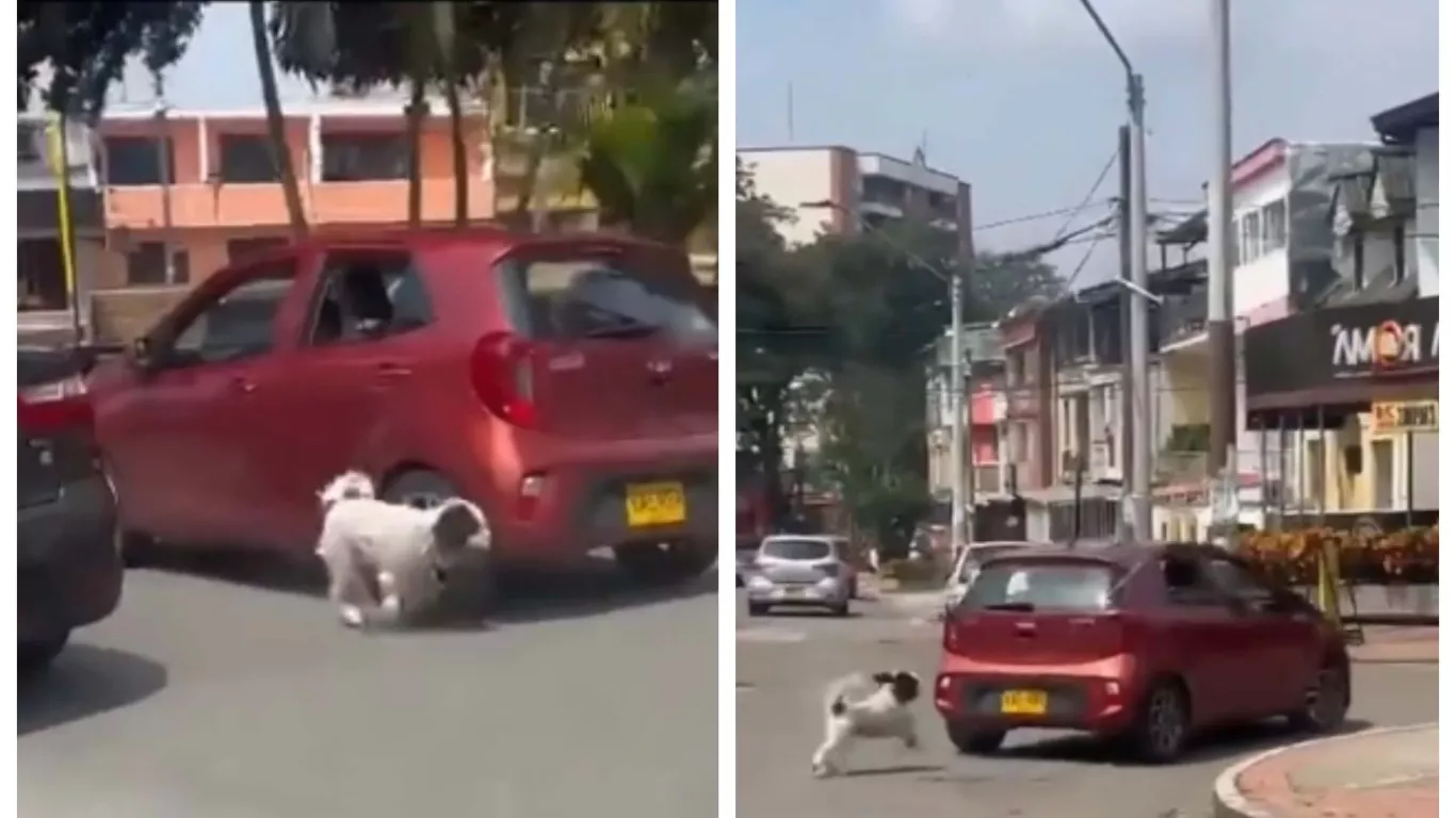 perrito abandonado ibagué