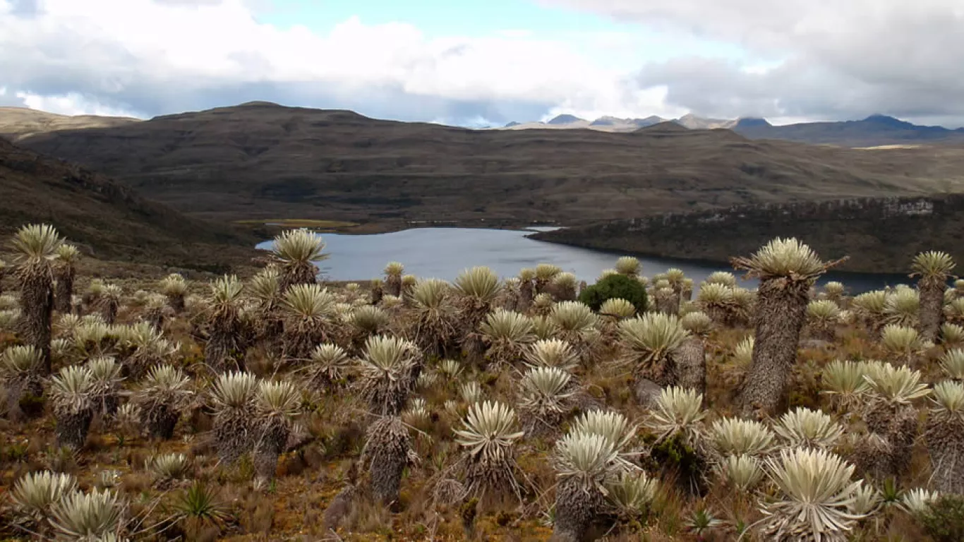 PÁRAMO DE SUMAPAZ 13 JUNIO