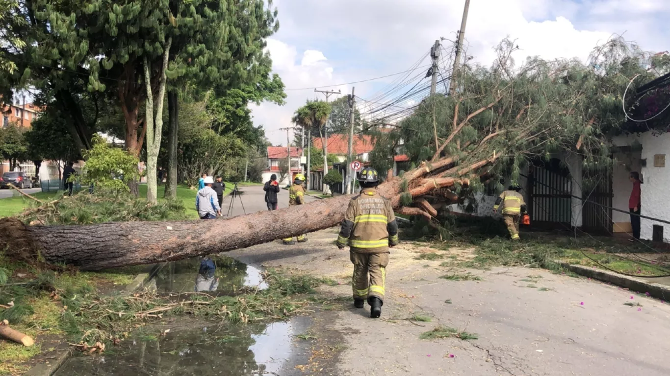 árbol en bogotá