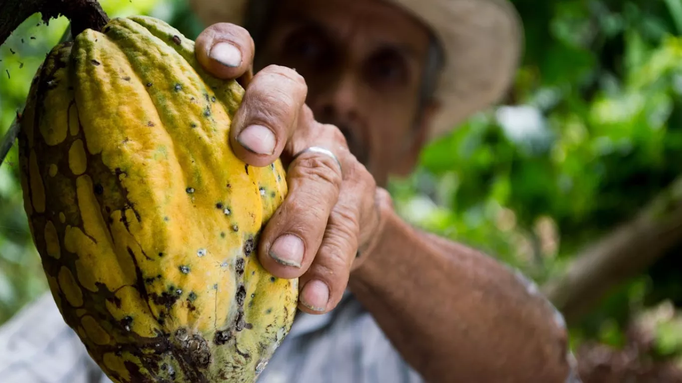 cacao cultivo 25