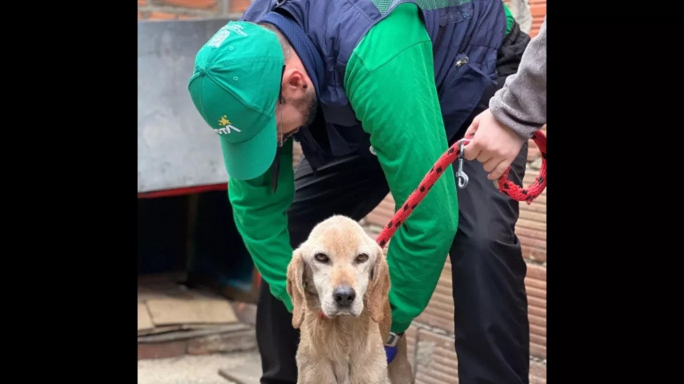 rescate de perros bogotá 18 febrero