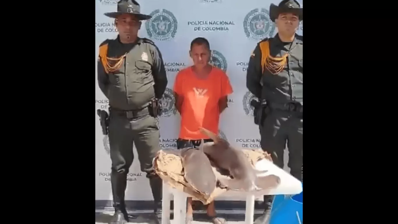 TRÁFICO DE TIBURONES