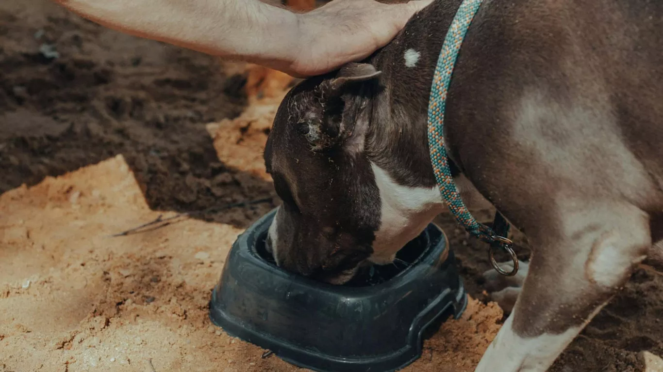 PERROS COMIDA