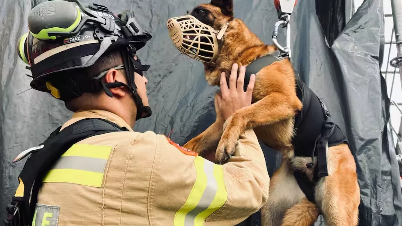 animales rescatados en desastres