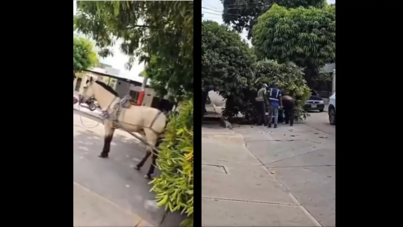 maltrato animal valledupar