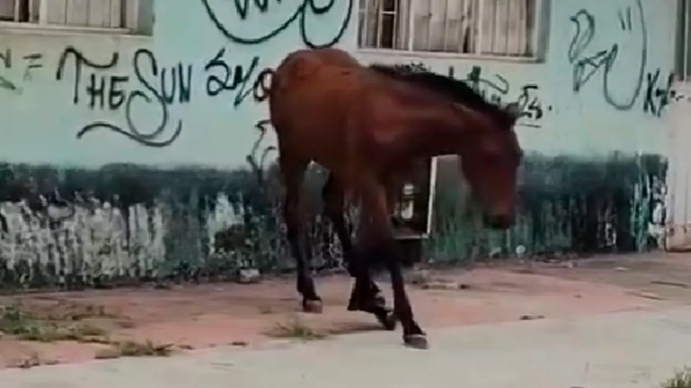 potro herido en obague