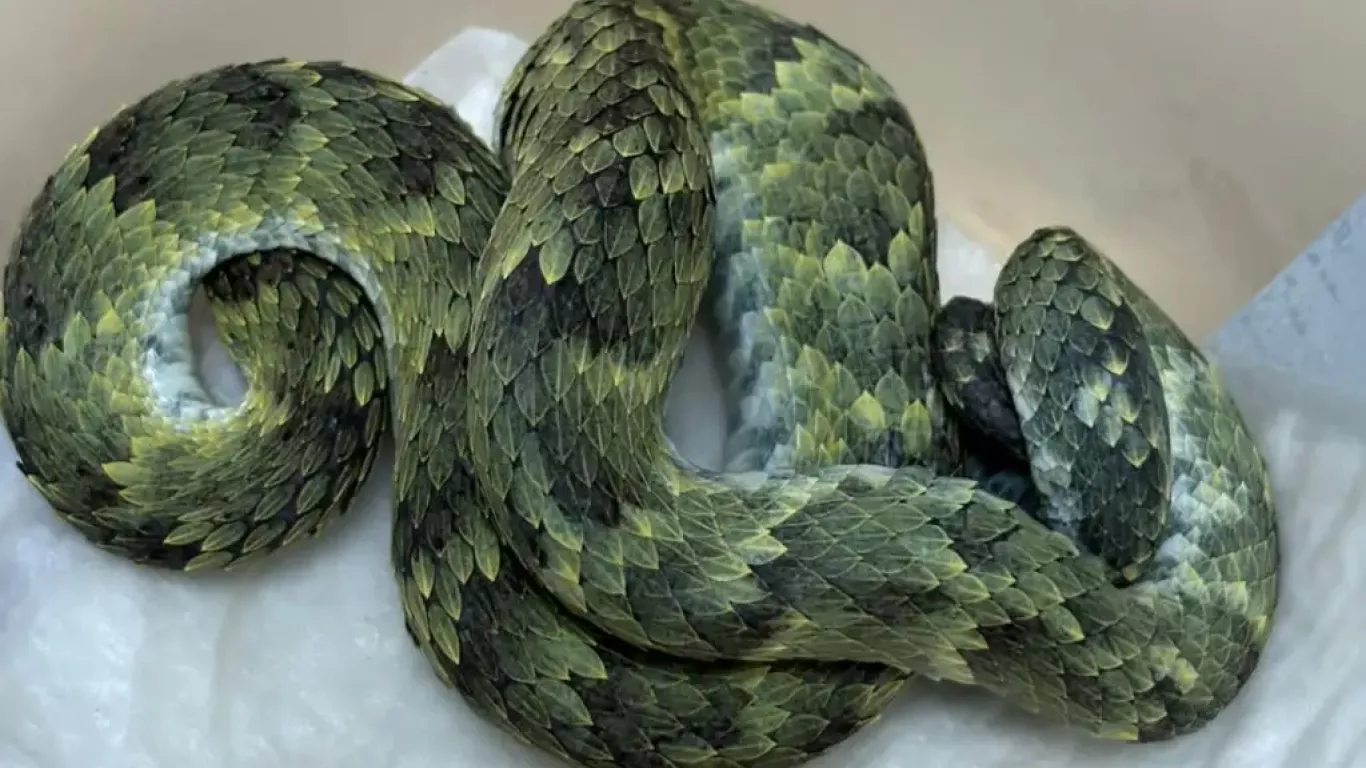 incautación serpientes CAR