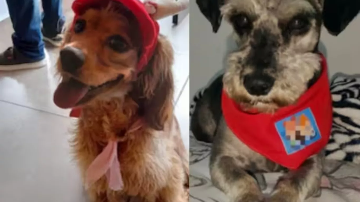 responsables-muerte-de-perros