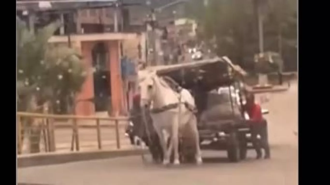 maltrato animal huila