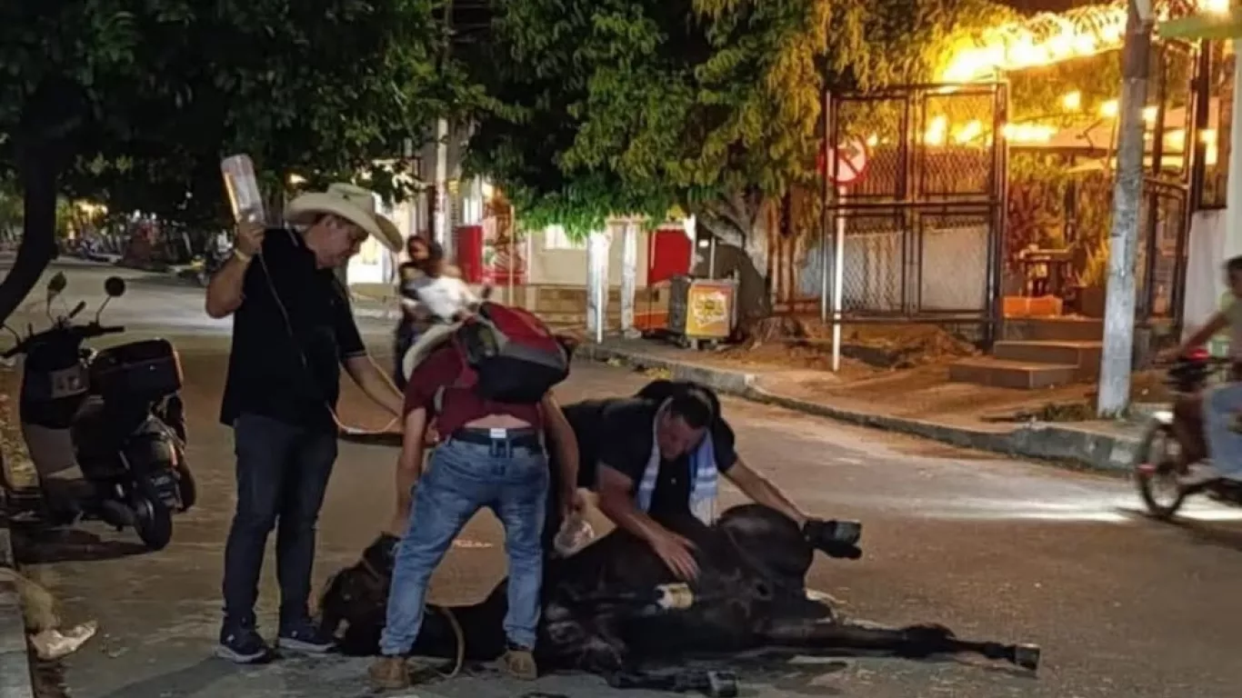 maltrato animal santander